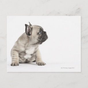 Pedigree puppy postcard