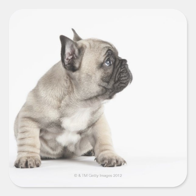 Pedigree puppy square sticker (Front)