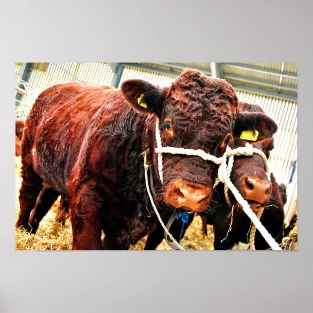 Pedigree Red Ruby Devon Cow Poster (Front)