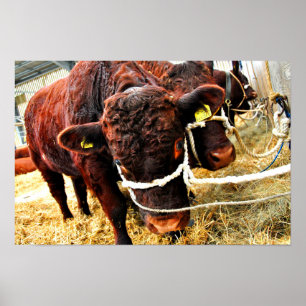 Pedigree Red Ruby Devon Cow Poster