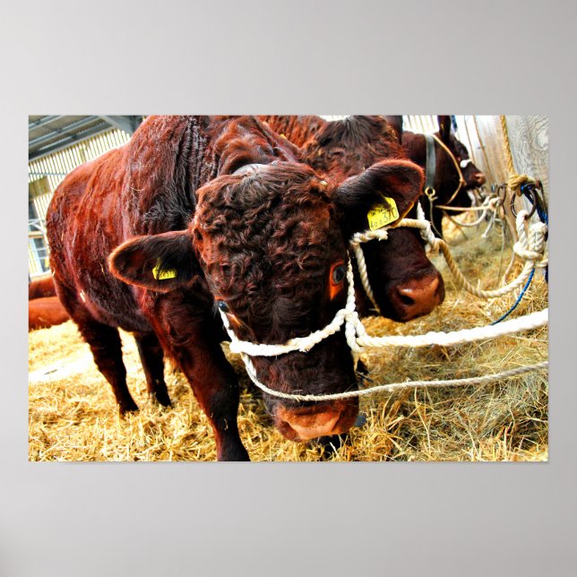 Pedigree Red Ruby Devon Cow Poster (Front)