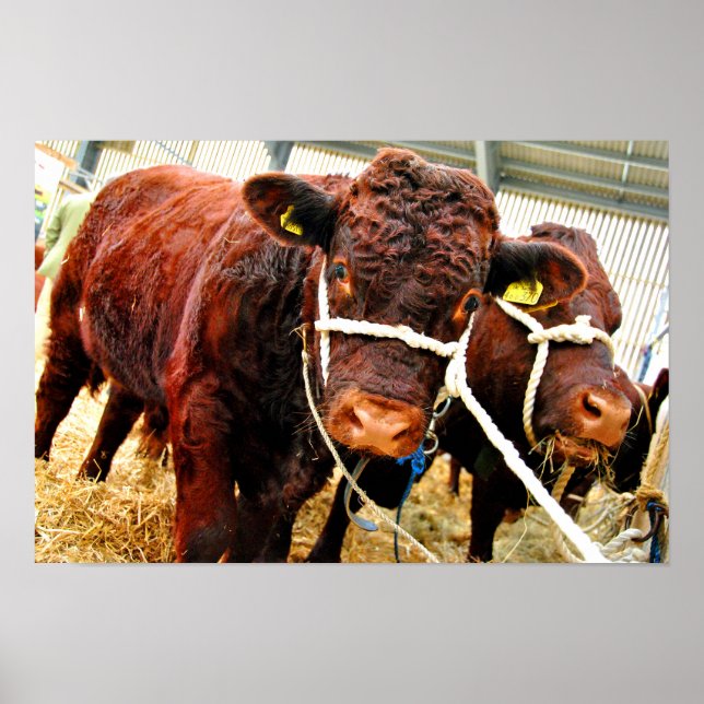 Pedigree Red Ruby Devon Cow Poster (Front)