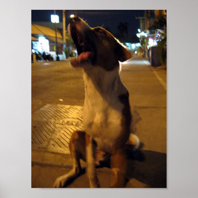 Pee Mai ... Soi Dog, Thailand Poster (Front)