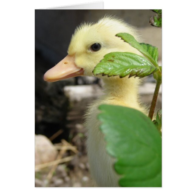 Peek-A-Boo Duckling (Front)