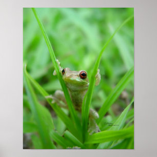 Peek A Boo frog Poster