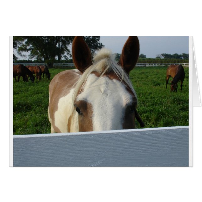 Peek a Boo Horse (Front Horizontal)