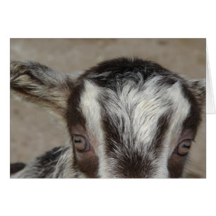 Peek-A-Boo I See You