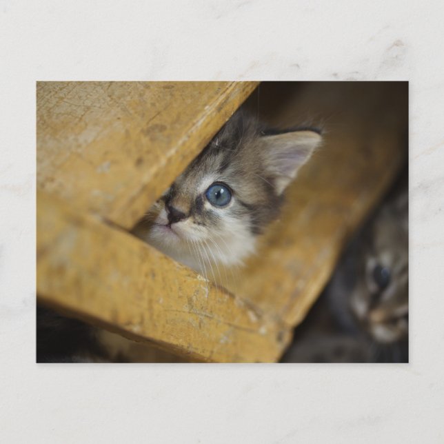 Peek-A-Boo Postcard (Front)