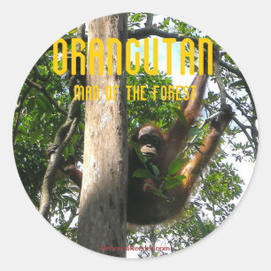 Peek a boo Primate - orangutan stickers