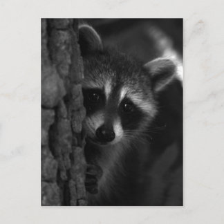 Peek-a-Boo Racoon Postcard