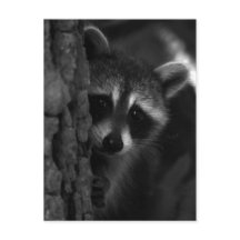 Peek-a-Boo Racoon