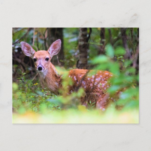 Peek-a-Boo - Spotted Fawn in the Brush -  Postcard (Front)