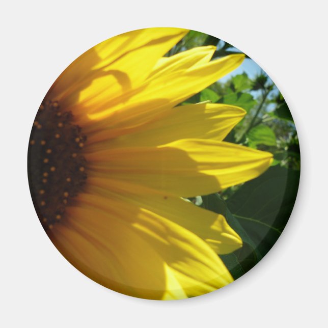 Peek A Boo Sunflower Magnet (Front)
