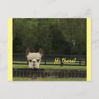 Peekaboo alpaca  postcard