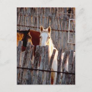 Peekaboo Paint Postcard