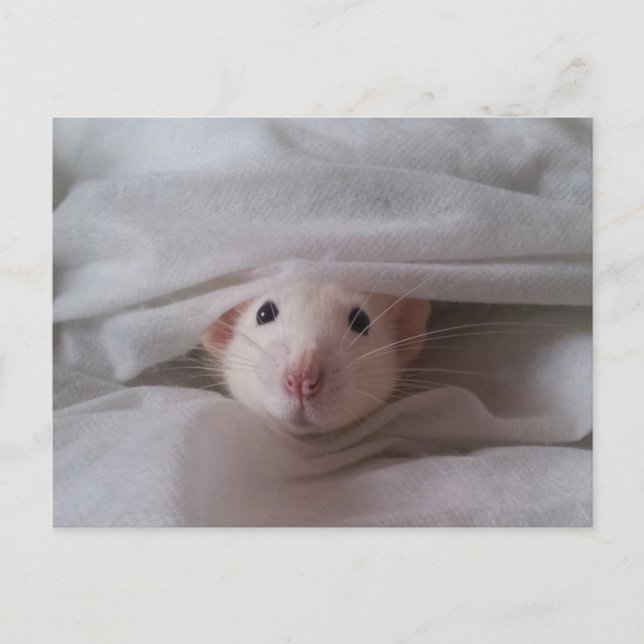 Peekaboo Rat Postcard (Front)