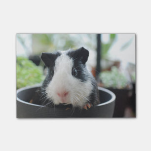 Peeking Guinea Pig Post-it Notes