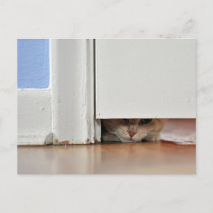 Peeking Kitty Postcard
