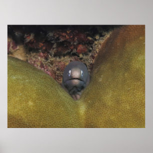 Peeking Moray Poster