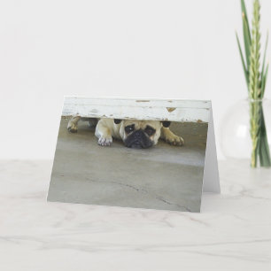 Peeking Pug Greeting Card - Blank Inside