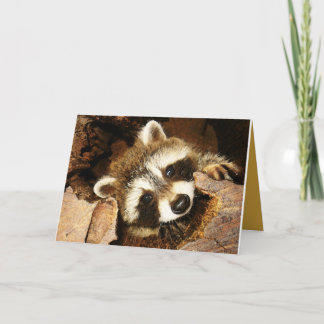 Peeking Racoon kit, Nature's comedian. Thank You Card