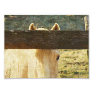 Peeking Through The Fence Photo Print