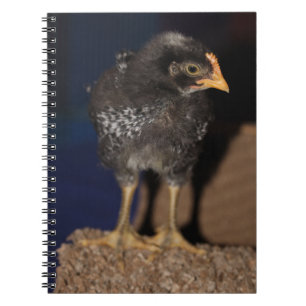 Peep Notebook