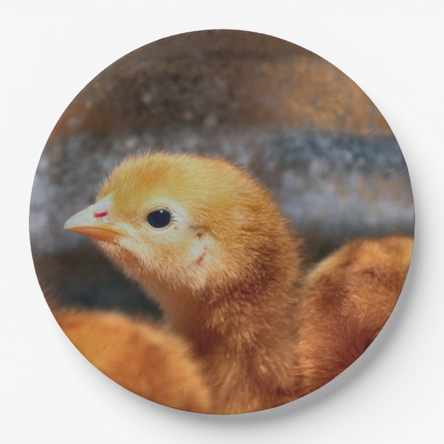 Peep peep paper plate (Front)