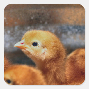 Peep peep square sticker