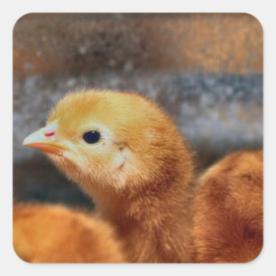 Peep peep square sticker