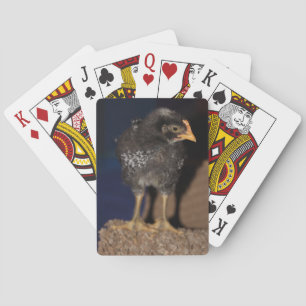 Peep Playing Cards