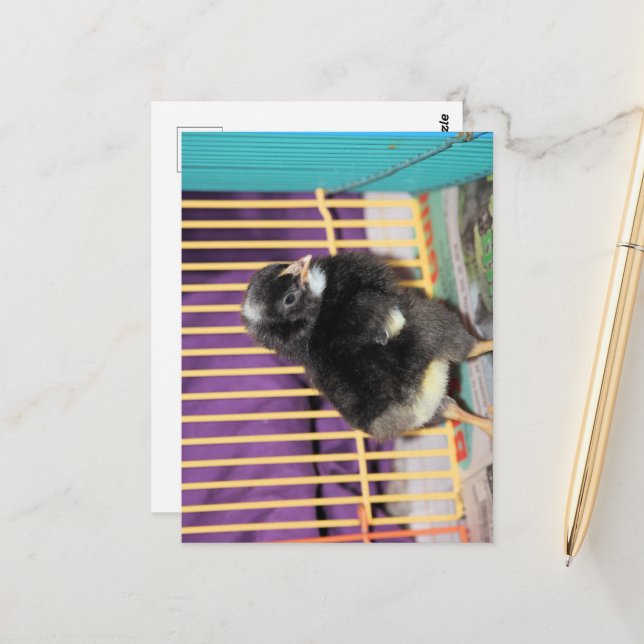 Peep Postcard (Front/Back In Situ)