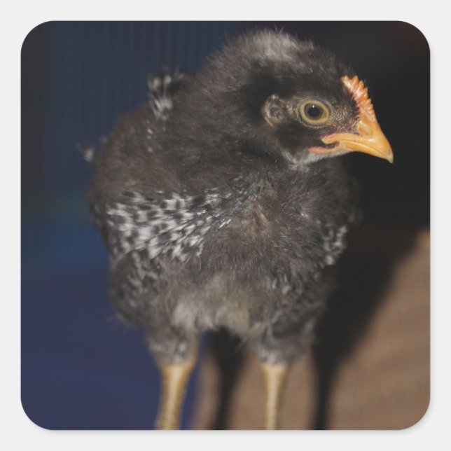 Peep Square Sticker (Front)