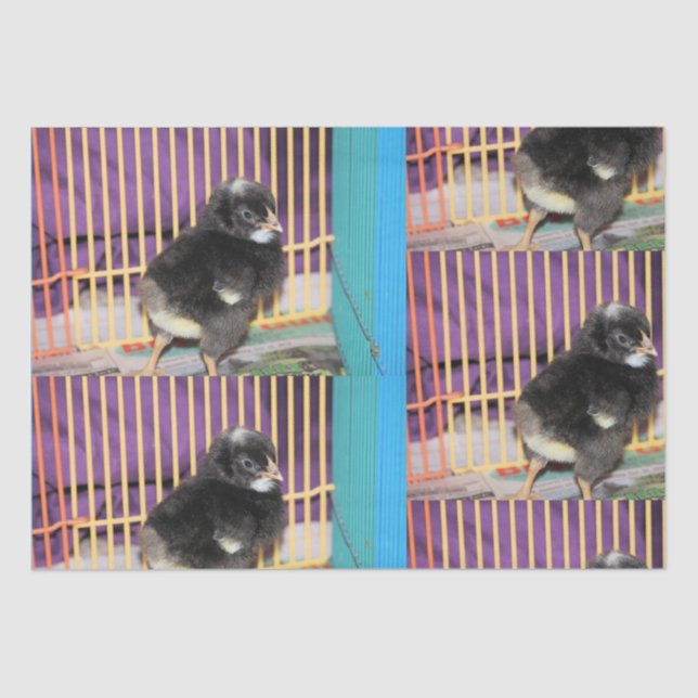 Peep  tissue paper (Front)