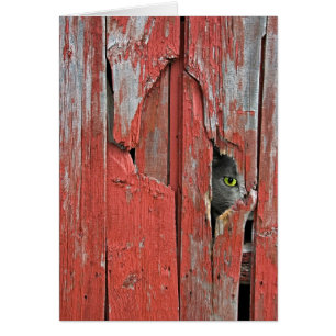 Peeping Tom