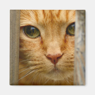 Peeping Tom Magnet
