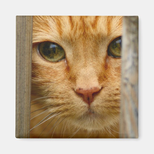 Peeping Tom Magnet (Front)