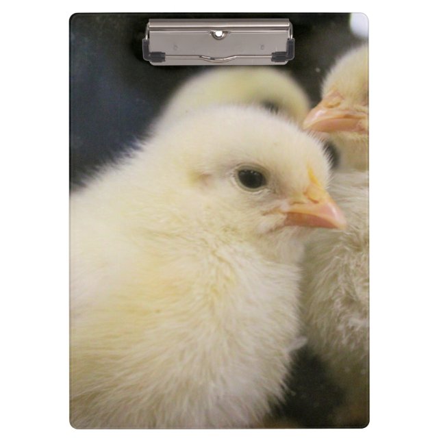 Peeps    clipboard (Front)