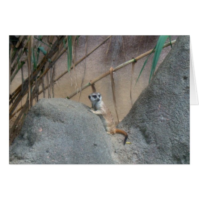 Peerkat Meerkat (Front Horizontal)