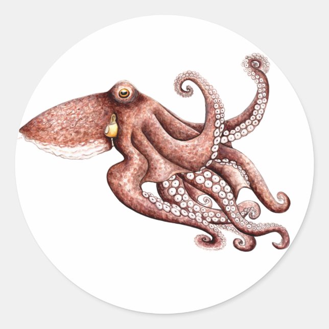 Pegatina Octopus vulgaris Classic Round Sticker (Front)