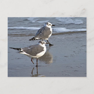 Peggy the One Footed Sea Gull of Galveston, TX Postcard