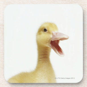 Pekin duck chick, head-shot coaster