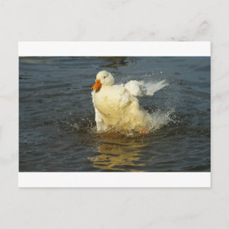 Pekin Duck VII Postcard