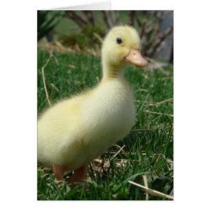 Pekin Duckling