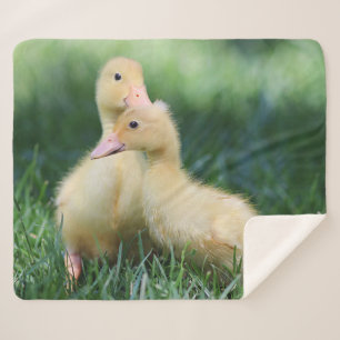 Pekin Ducklings Sherpa Blanket