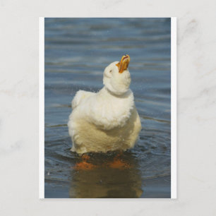 Pekin Shake Postcard