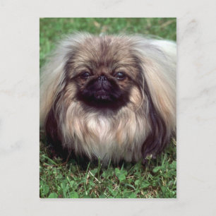 Pekinese Postcard