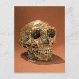 Peking Man's reconstructed skull Postcard