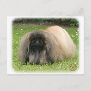 Pekingese 9Y218D-016 Postcard