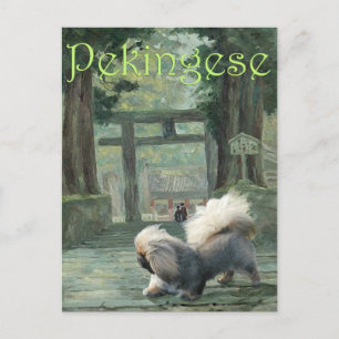Pekingese at Oriental Gateway Postcard